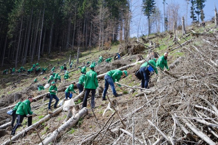 Tím Lidl pri výsadbe 185 000 stromčekov. 