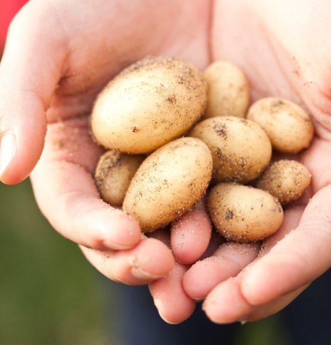 Slovenské zemiaky a iné produkty nájdete v&nbsp;Lidli.