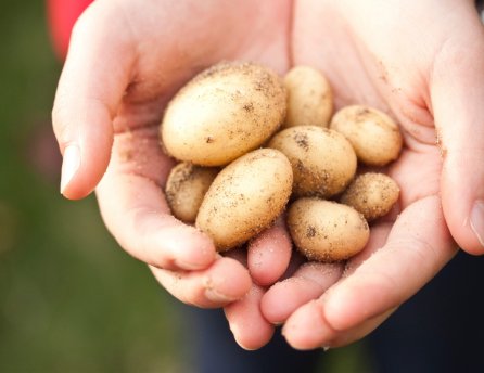 Slovenské zemiaky a iné produkty nájdete v&nbsp;Lidli.